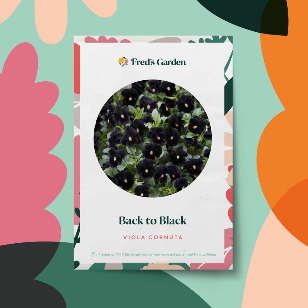 Hornviol 'Back To Black' (frø)